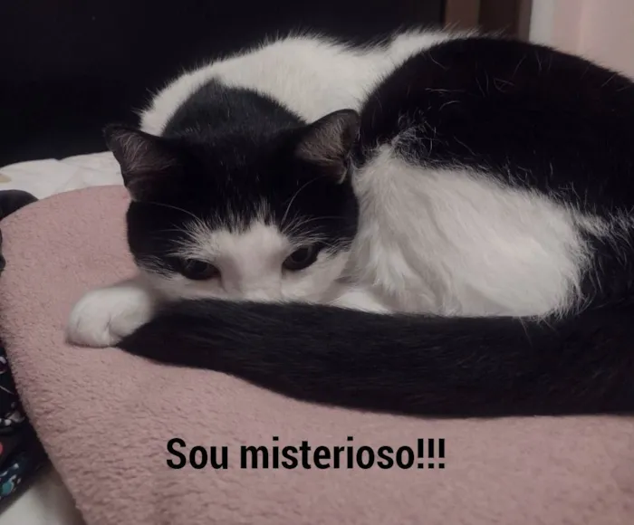 Gato ra a Branca e Preta idade 5 anos nome Thomas