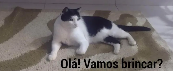 Gato ra a Branca e Preta idade 5 anos nome Thomas