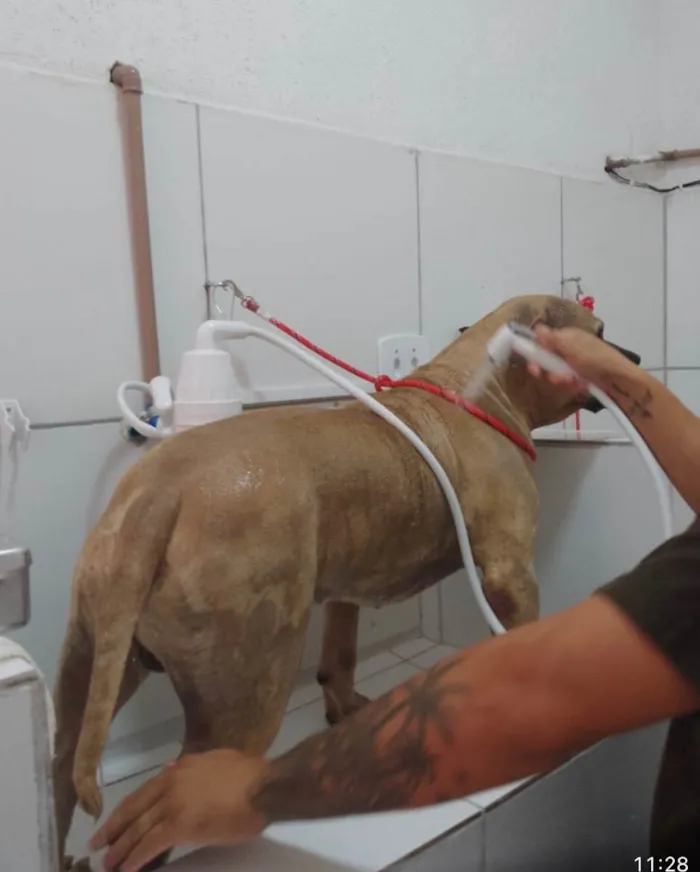 Cachorro ra a American Bully idade 2 anos nome Otto