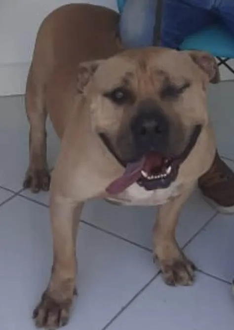 Cachorro ra a American Bully idade 2 anos nome Otto
