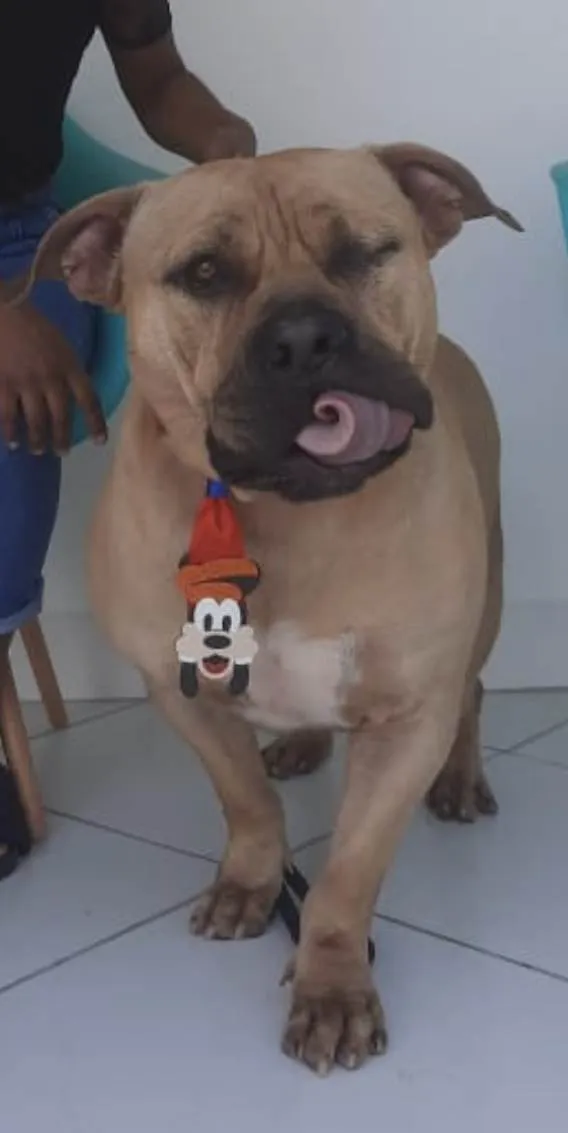 Cachorro ra a American Bully idade 2 anos nome Otto
