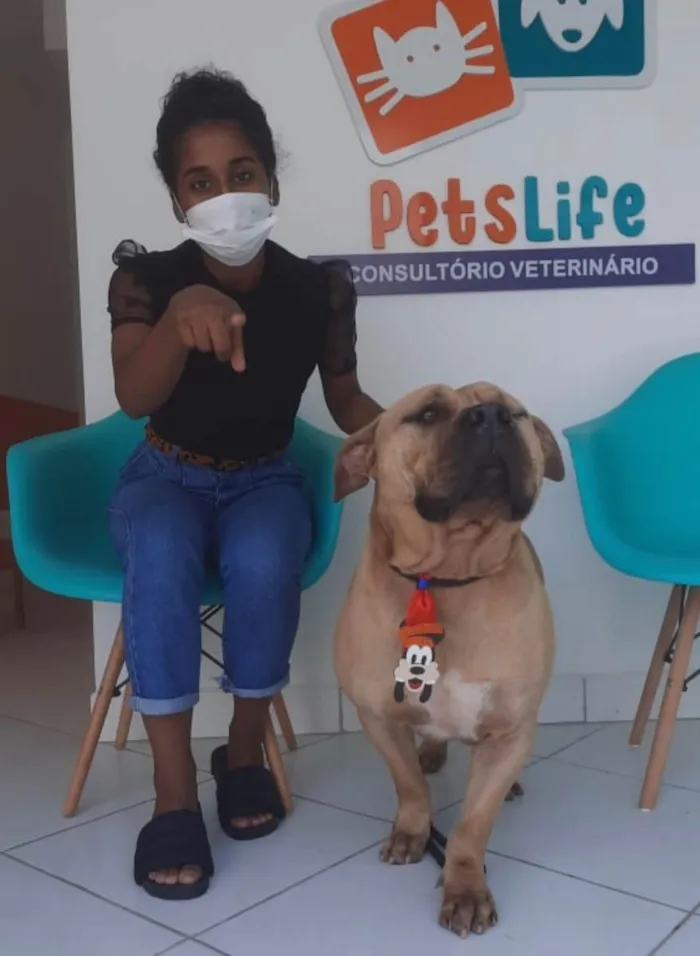 Cachorro ra a American Bully idade 2 anos nome Otto