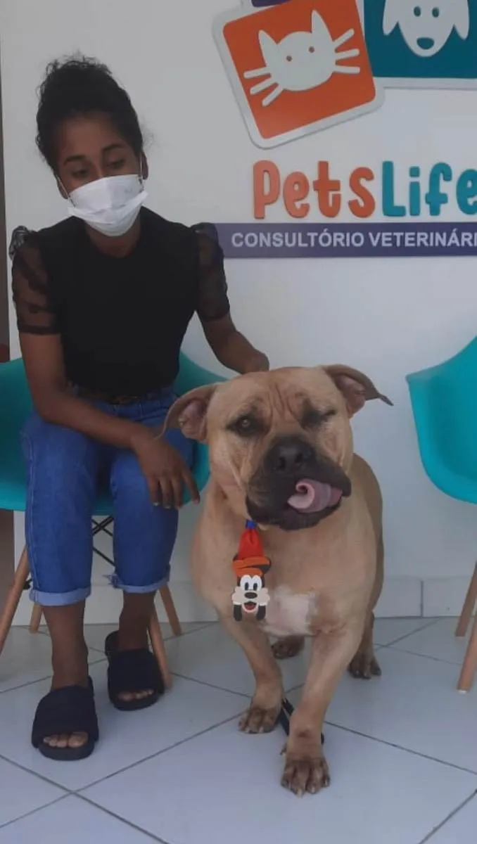 Cachorro ra a American Bully idade 2 anos nome Otto