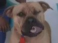 Otto