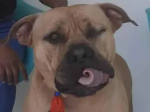 Cachorro raça American Bully idade 2 anos nome Otto
