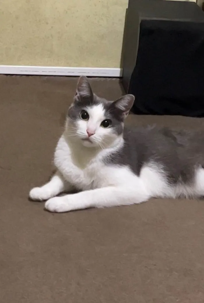 Gato ra a SRD idade 2 anos nome Sem nome