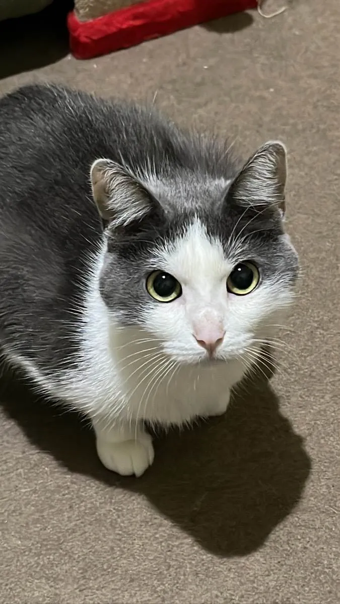 Gato ra a SRD idade 2 anos nome Sem nome