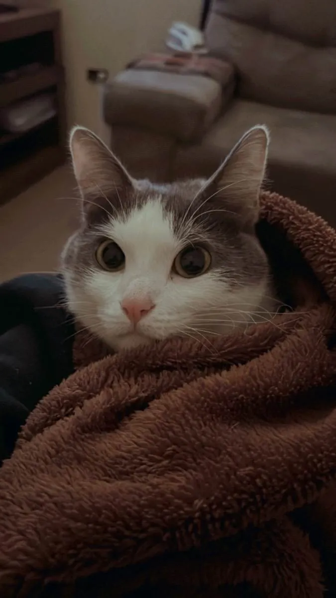 Gato ra a SRD idade 2 anos nome Sem nome