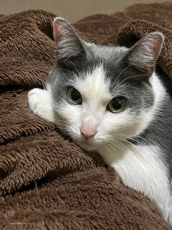 Gato ra a SRD idade 2 anos nome Sem nome