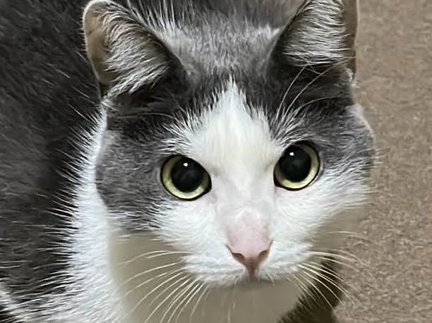Gato ra a SRD idade 2 anos nome Sem nome