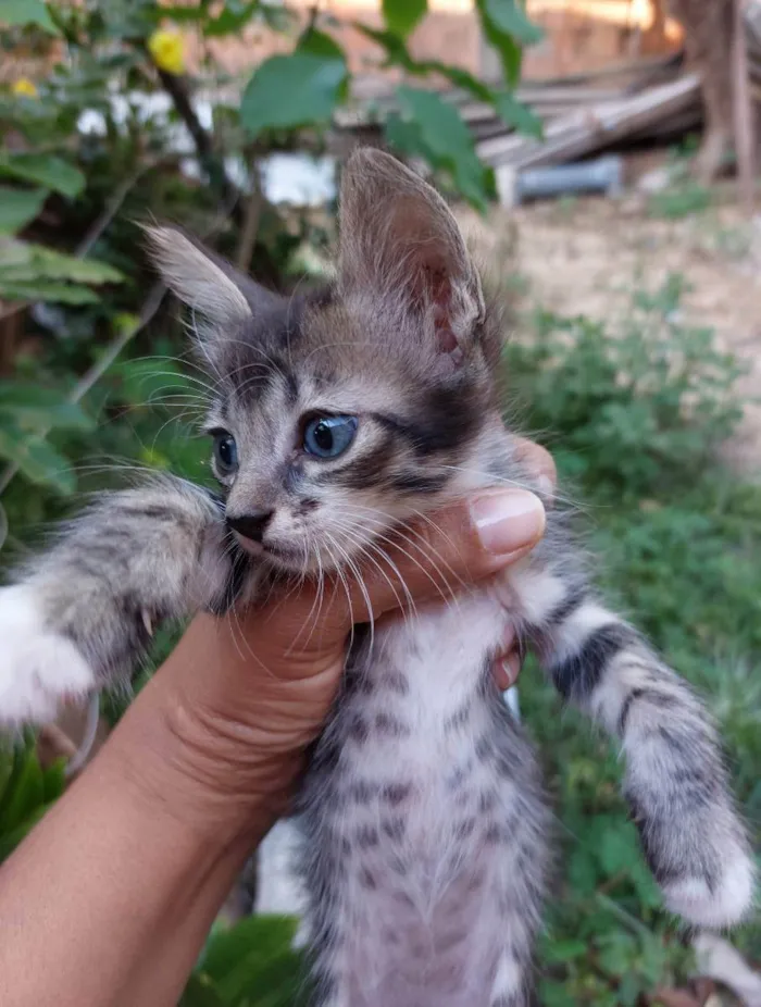 Gato raça  idade 2 a 6 meses nome Nome ñ definido 