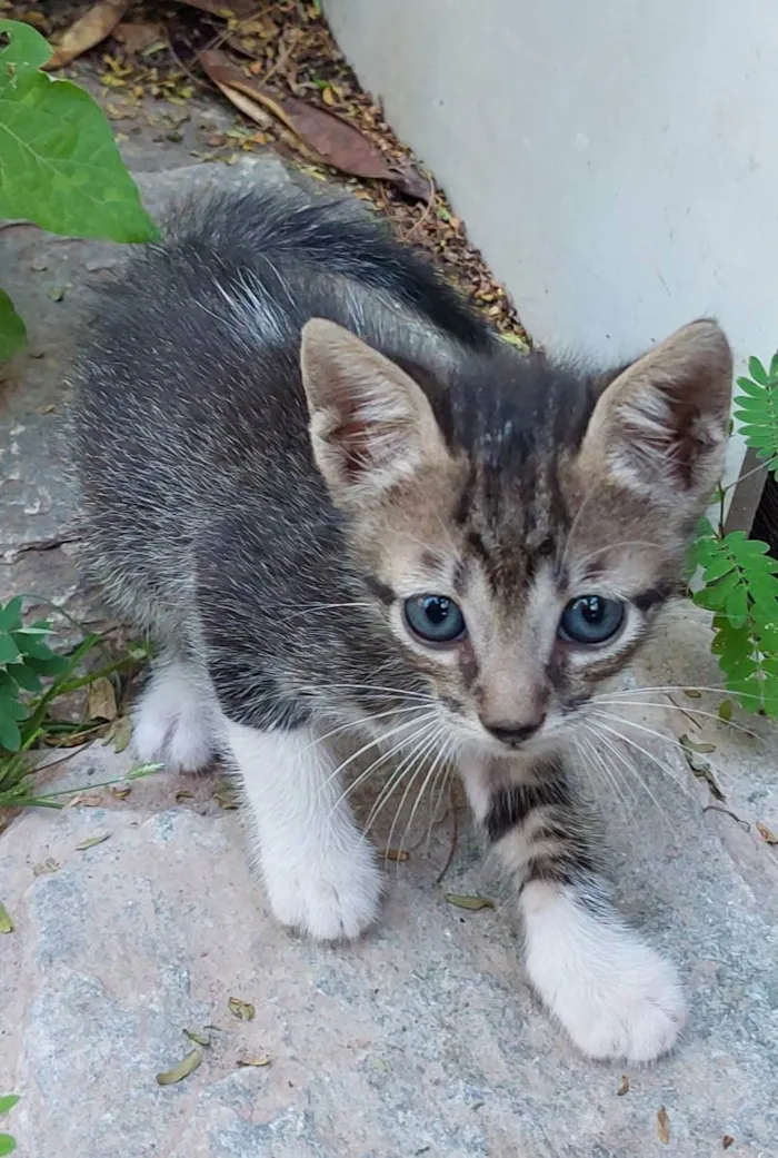 Gato raça  idade 2 a 6 meses nome Nome ñ definido 