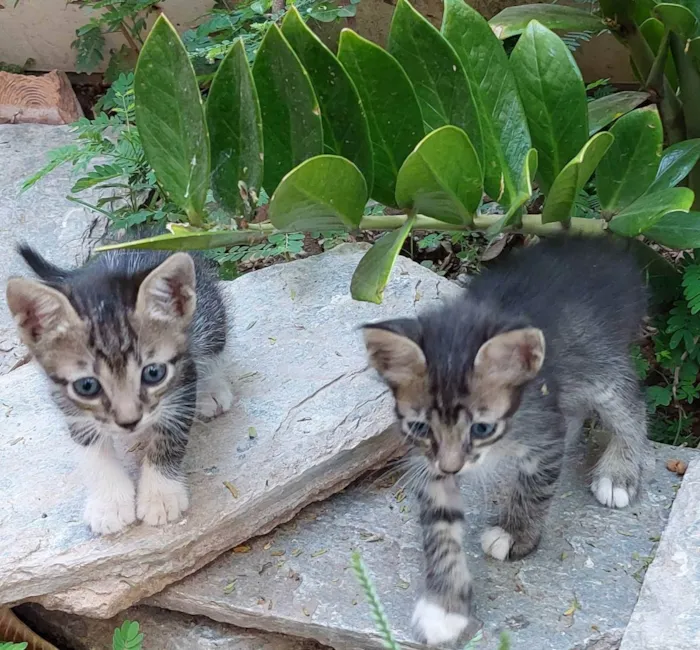Gato raça  idade 2 a 6 meses nome Nome ñ definido 