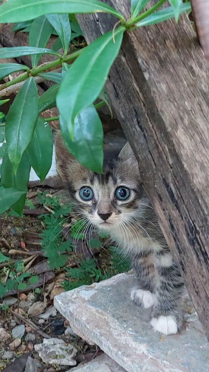 Gato raça  idade 2 a 6 meses nome Nome ñ definido 