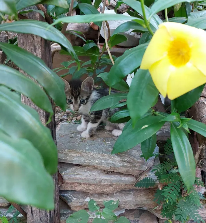 Gato raça  idade 2 a 6 meses nome Nome ñ definido 