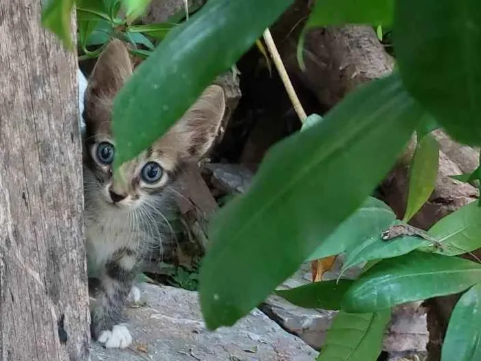 Gato raça  idade 2 a 6 meses nome Nome ñ definido 