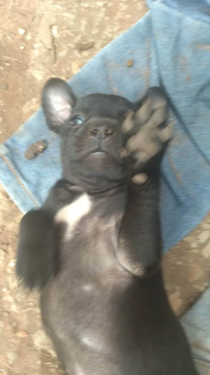 Cachorro ra a  idade Abaixo de 2 meses nome Não tem nome