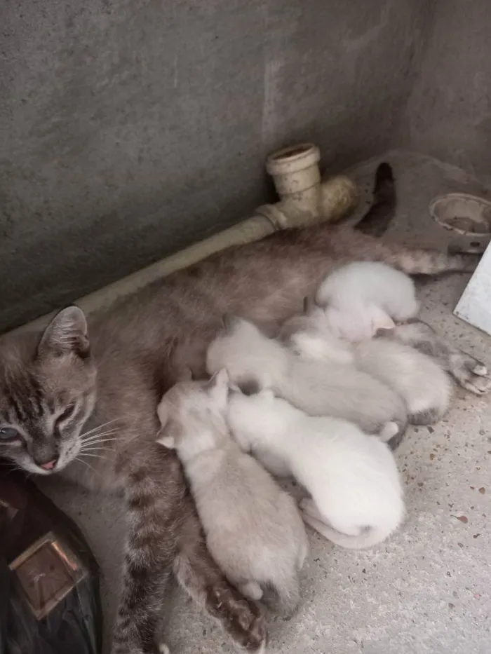 Gato ra a Siamês  idade Abaixo de 2 meses nome Sem nome no momento