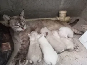 Gato raça Siamês  idade Abaixo de 2 meses nome Sem nome no momento