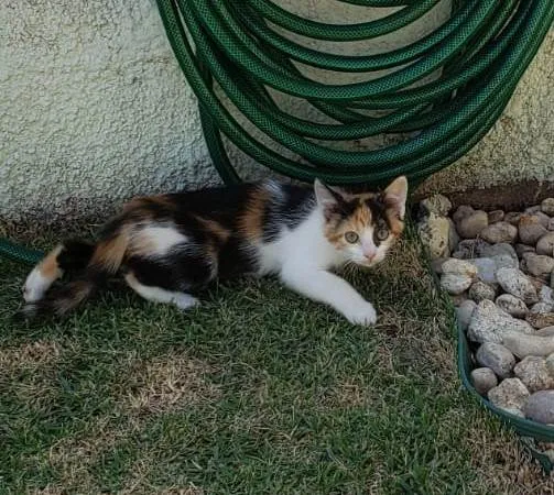 Gato ra a srd idade Abaixo de 2 meses nome Lili