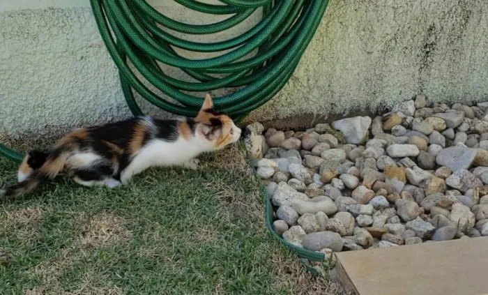 Gato ra a srd idade Abaixo de 2 meses nome Lili