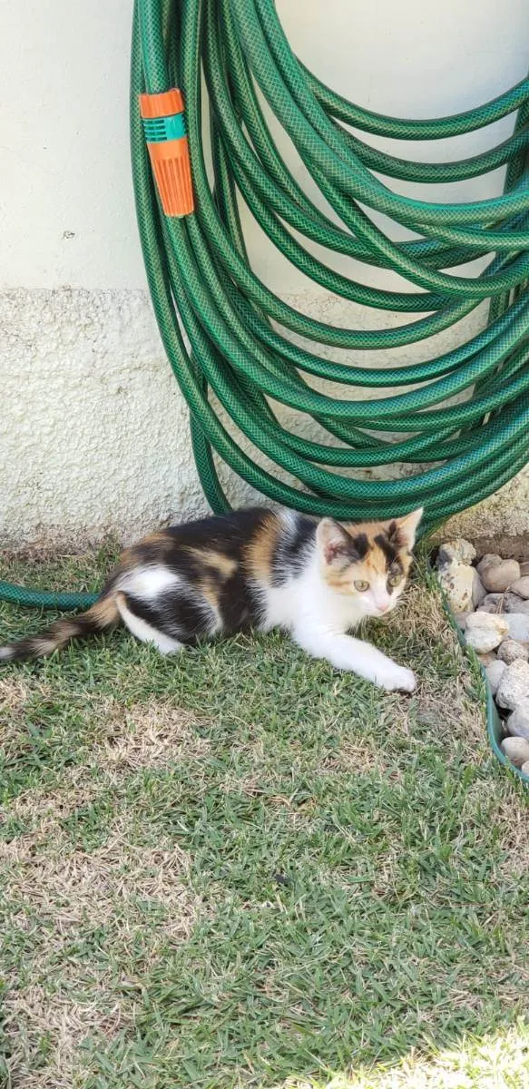 Gato ra a srd idade Abaixo de 2 meses nome Lili