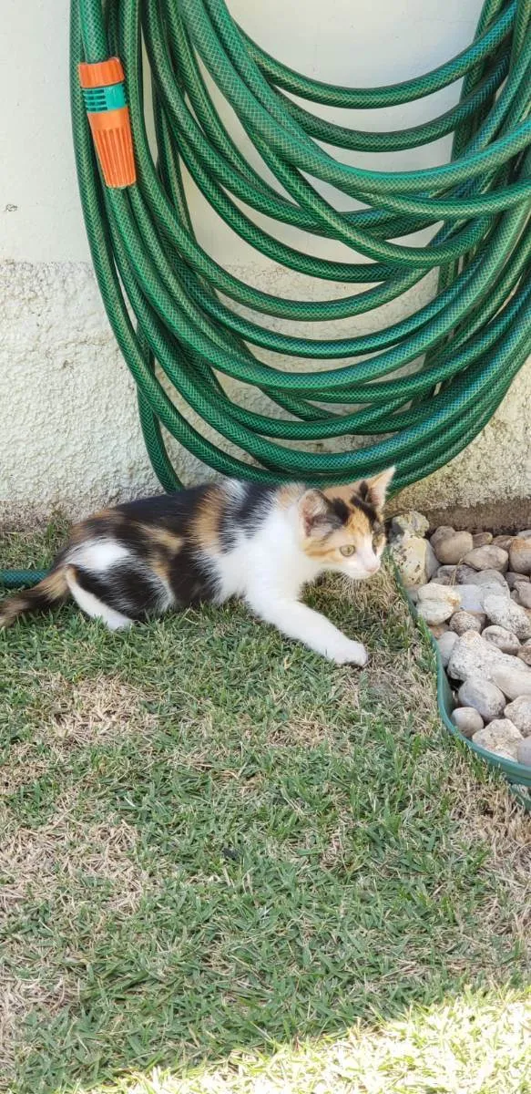 Gato ra a srd idade Abaixo de 2 meses nome Lili