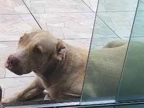 Cachorro raça Pitbull  idade 6 ou mais anos nome Zaruke