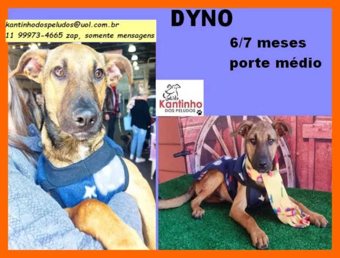 Cachorro raça SRD idade 2 a 6 meses nome Dyno