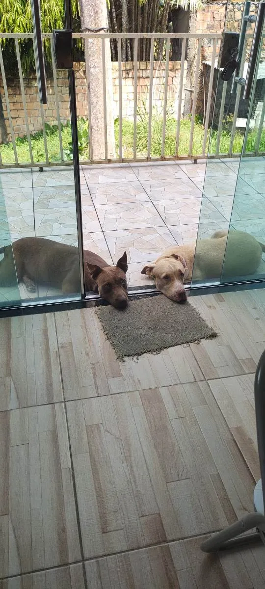 Cachorro ra a Pitbull  idade 6 ou mais anos nome Cacau