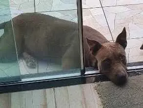 Cachorro ra a Pitbull  idade 6 ou mais anos nome Cacau