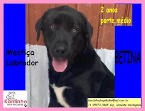 Cachorro raça SRD idade 2 anos nome Betina