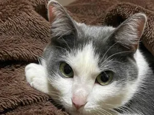 Gato raça SRD idade 2 anos nome Sem nome