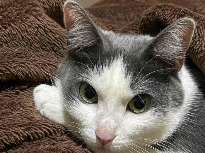 Gato ra a SRD idade 2 anos nome Sem nome