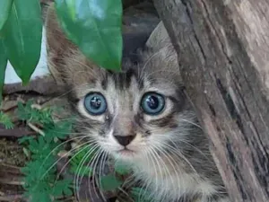Gato raça  idade 2 a 6 meses nome Nome ñ definido 