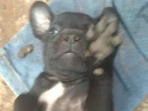 Cachorro raça  idade Abaixo de 2 meses nome Não tem nome