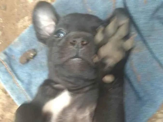 Cachorro ra a  idade Abaixo de 2 meses nome Não tem nome