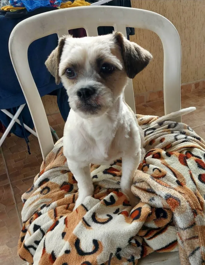 Cachorro ra a Shitzu idade 2 anos nome Eibiti