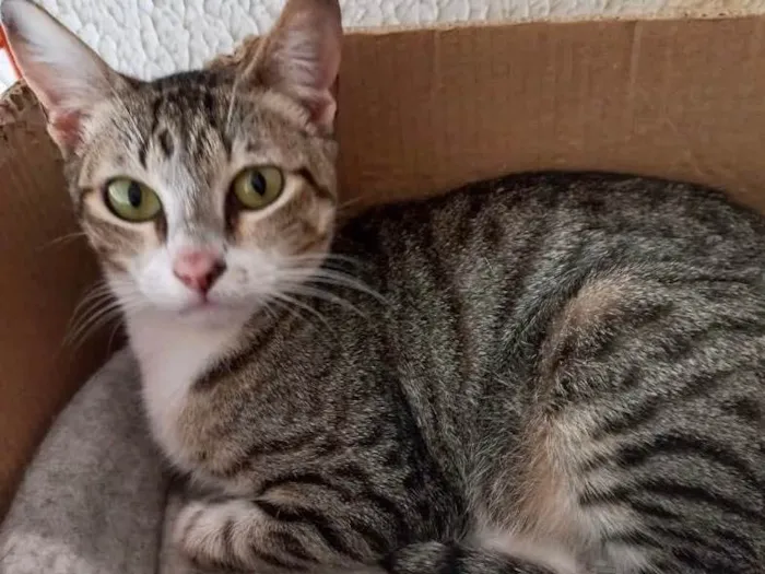 Gato raça Srd idade 7 a 11 meses nome Colette bb11meses 