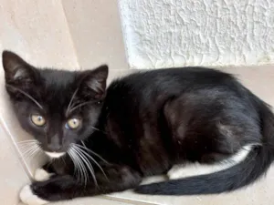 Gato raça Srd idade 2 a 6 meses nome Chokito bb3meses 