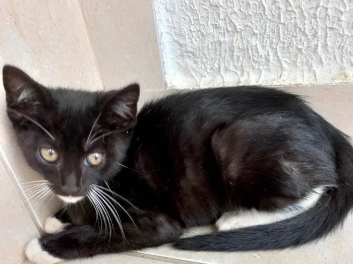 Gato raça Srd idade 2 a 6 meses nome Chokito bb3meses 