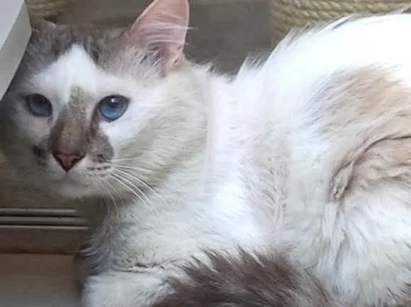 Gato raça Srd idade 1 ano nome Snow 