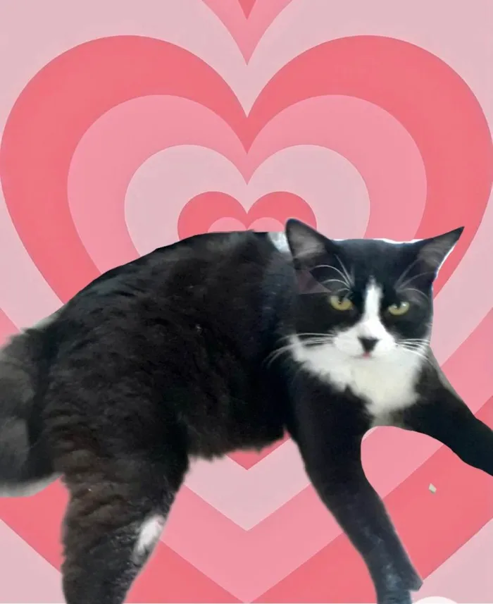 Gato raça Srd idade 1 ano nome Cotoco lindo 