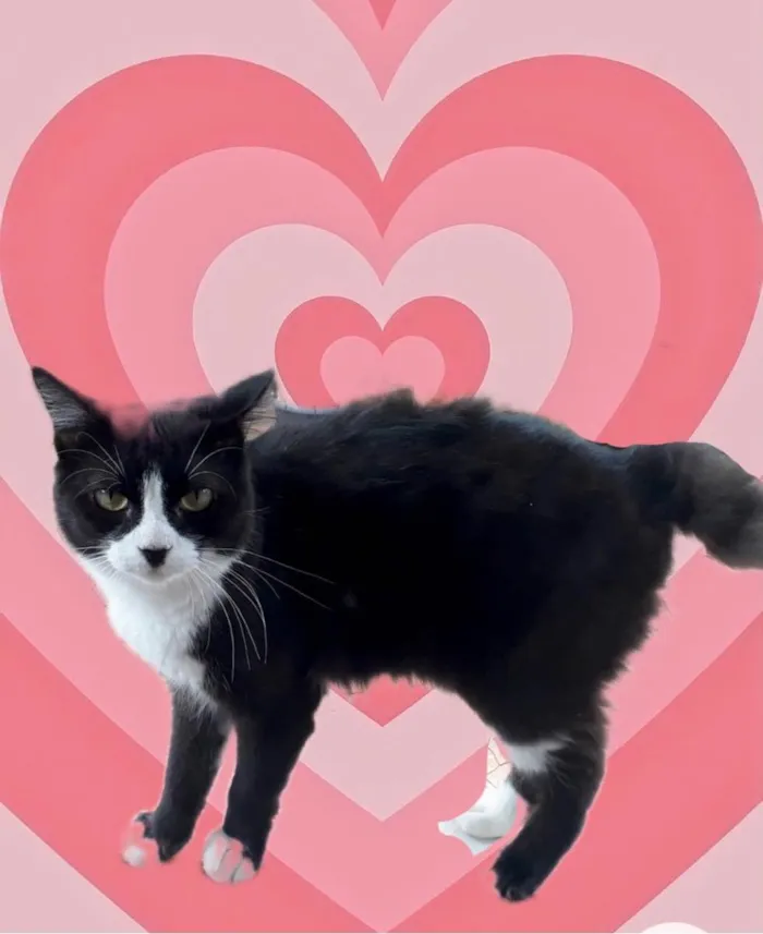 Gato raça Srd idade 1 ano nome Cotoco lindo 