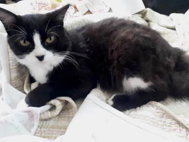 Gato raça Srd idade 1 ano nome Cotoco lindo 