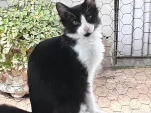 Gato raça Srd idade 2 a 6 meses nome Jade bb6meses