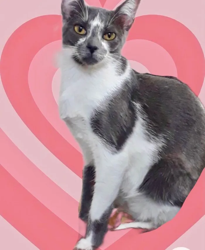 Gato raça Srd idade 2 a 6 meses nome Pink bb6meses 