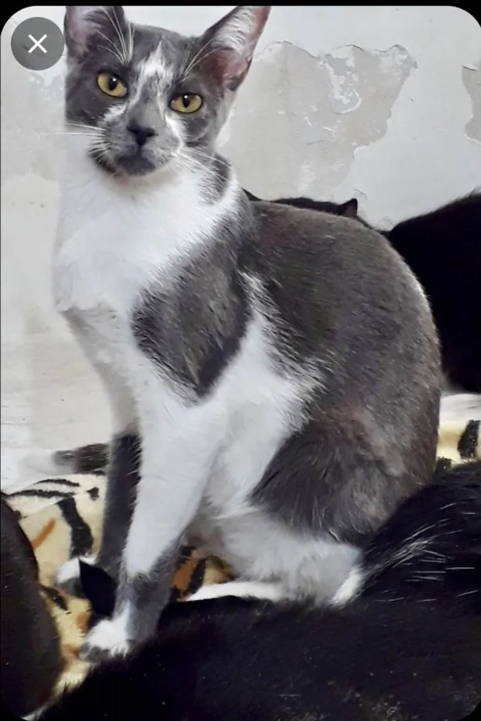 Gato raça Srd idade 2 a 6 meses nome Pink bb6meses 