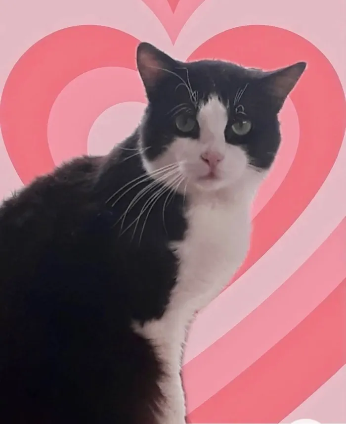 Gato raça Srd idade 1 ano nome Bolachao lindo 