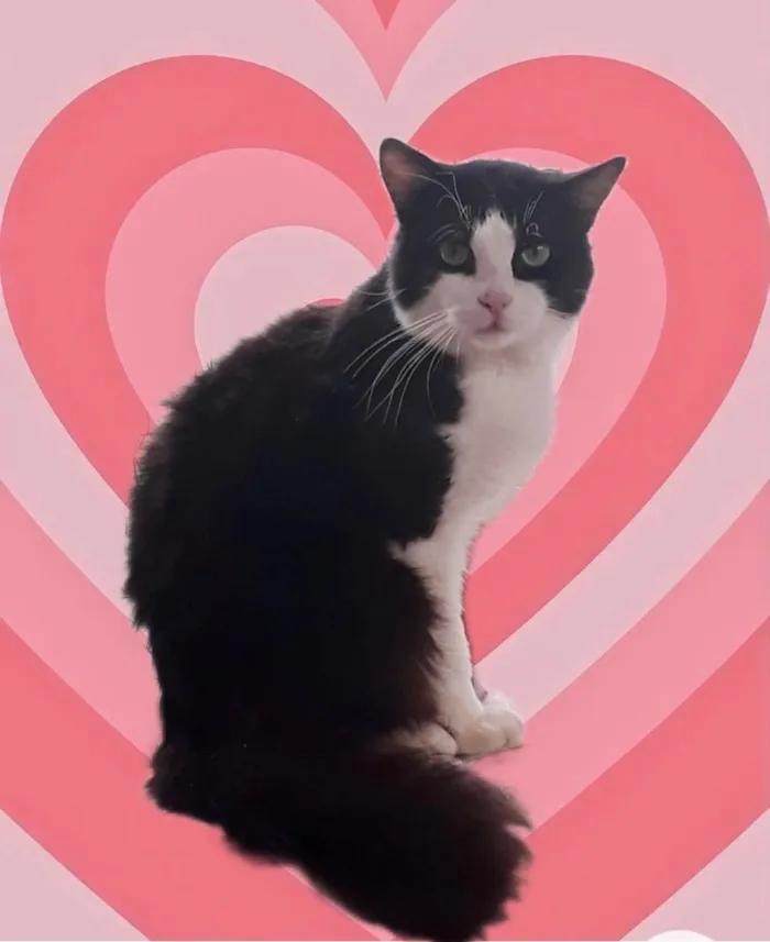 Gato raça Srd idade 1 ano nome Bolachao lindo 